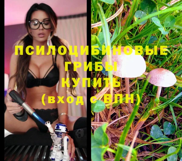 крисы Аркадак